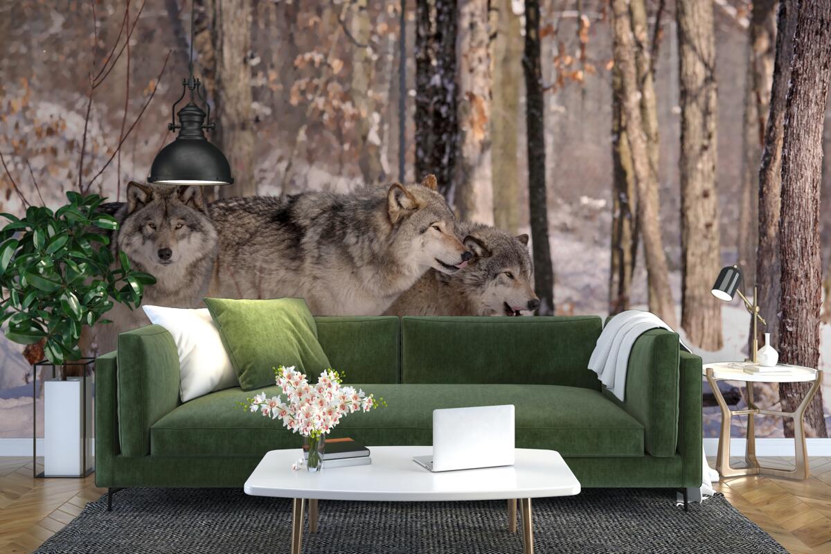 Fototapeta skupina vlkov kráča zimnou húštinou lesa