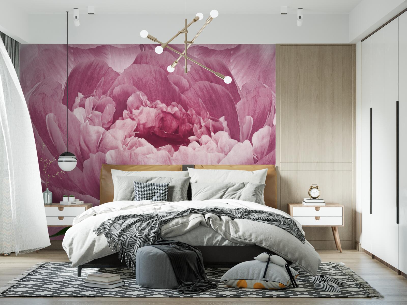 Fototapeta hojný kvet ružovej astry