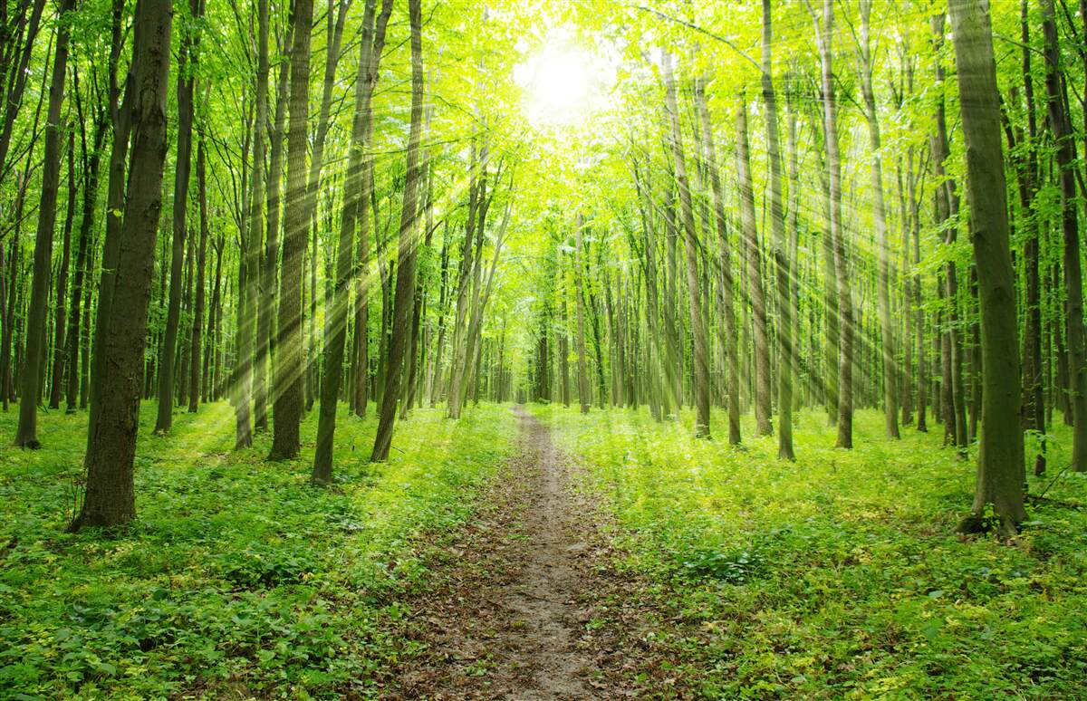 Fototapeta slnečné lúče v sviežom zelenom lese jasne osvetľujú všetko naokolo