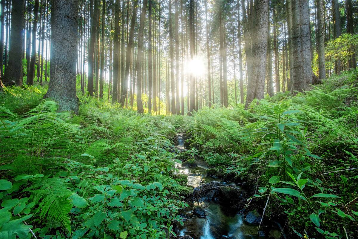 Fototapeta slnečné lúče prenikajú cez hustý les