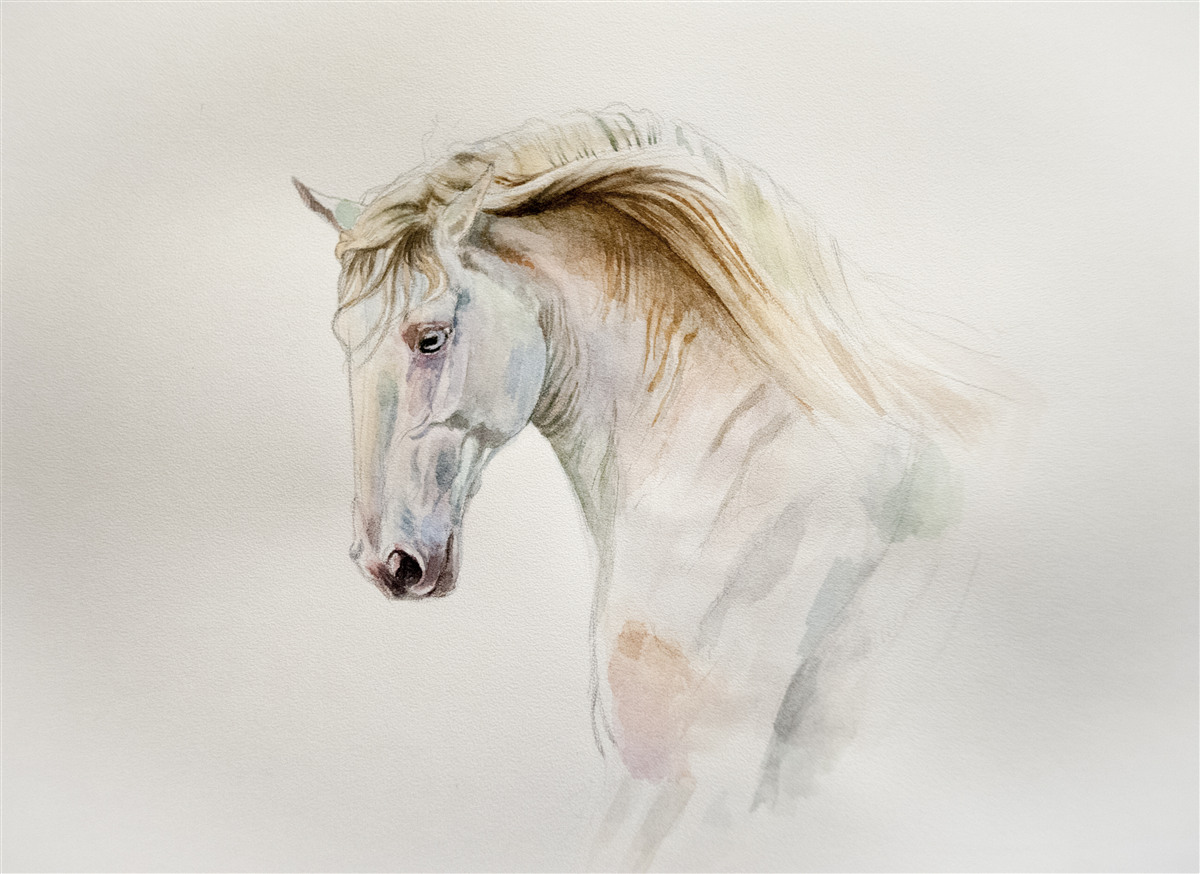 Fototapeta biely kôň v pohybe