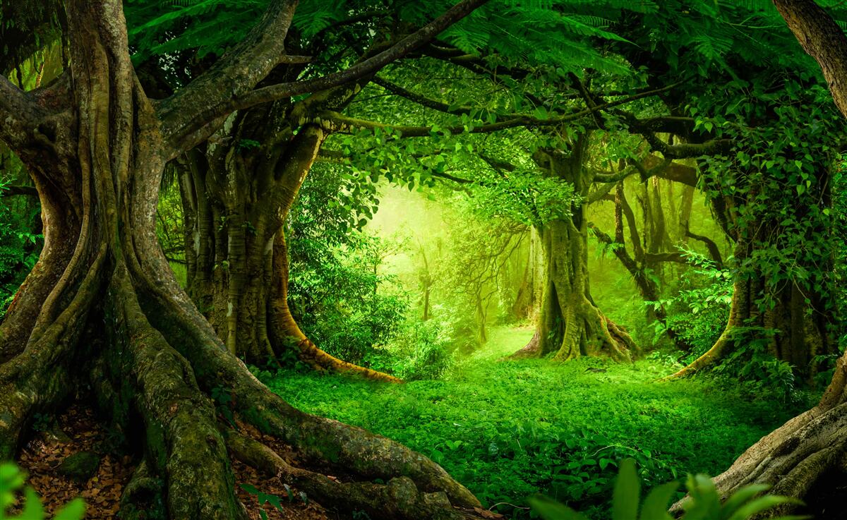 Fototapeta staré stromy v zelenej húštine