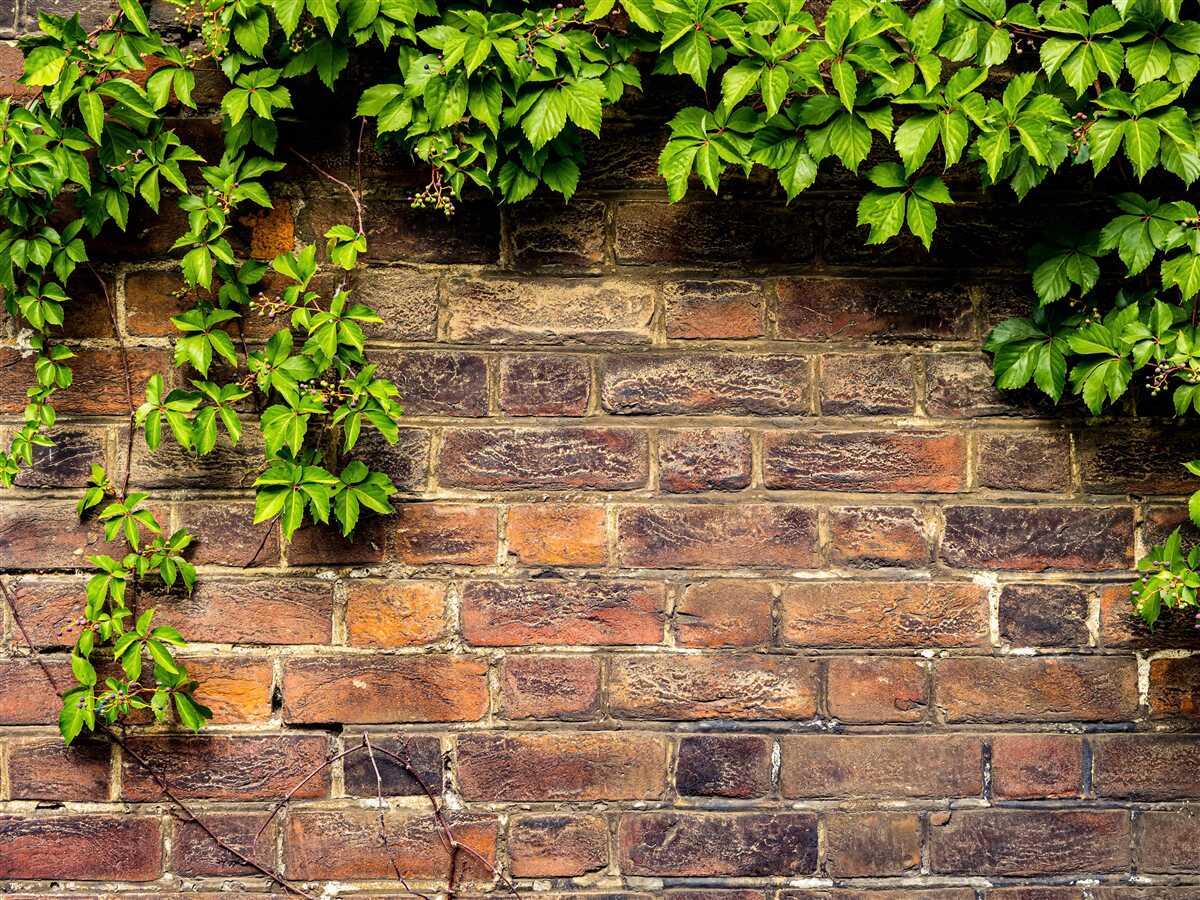 Fototapeta Tehlová stena obklopená zelenými rastlinami