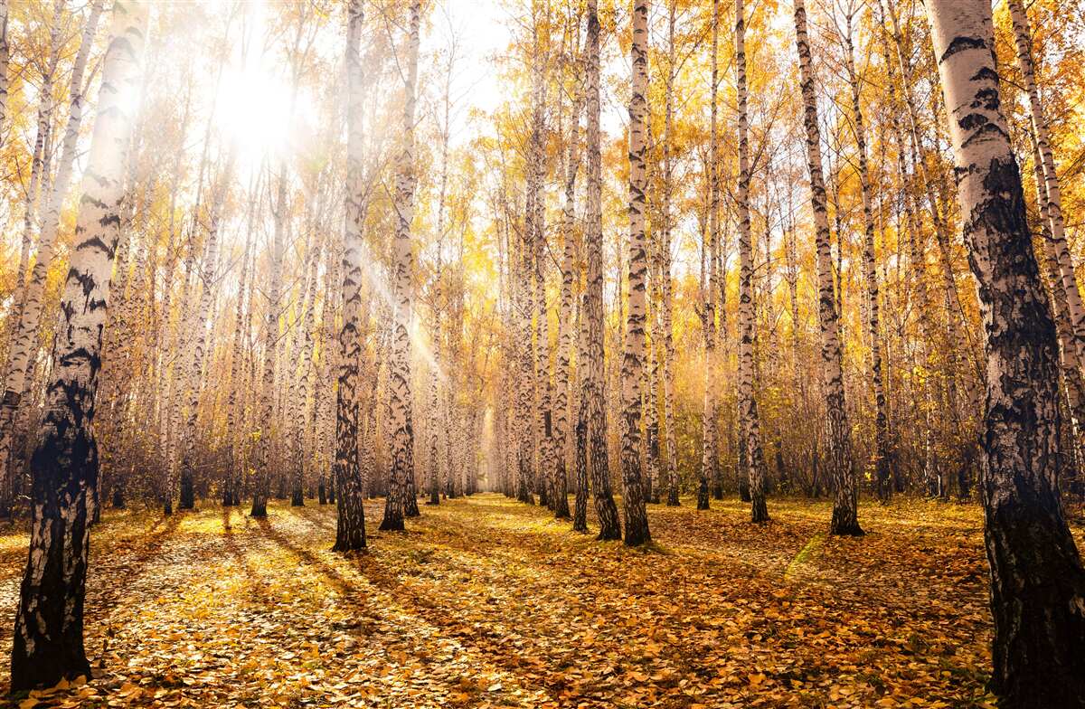 Fototapeta blýskalo sa za úsvitu v jesennom háji