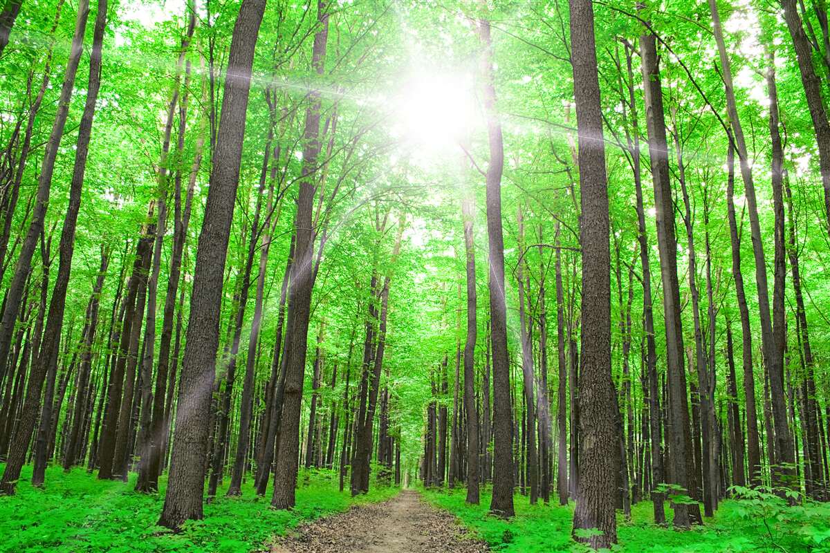 Fototapeta svetlé strešné okno v hustých zelených stromoch