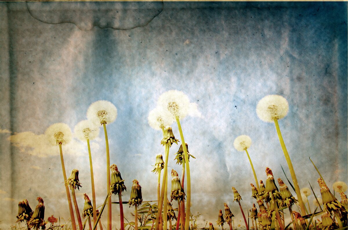 Fototapeta západ slnka vítajú pôvabné púpavy