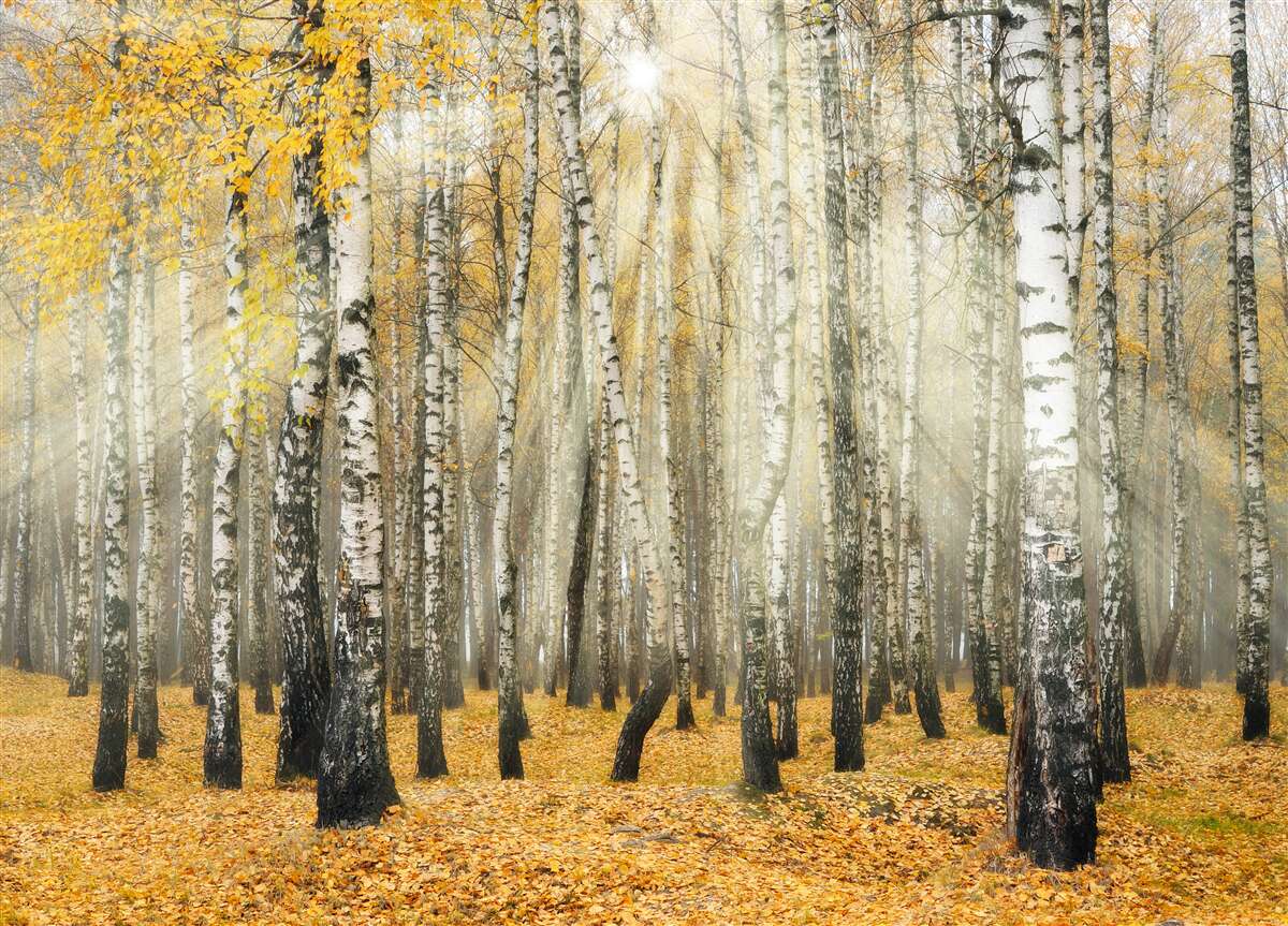 Fototapeta opadané brezové lístie v jesennom lese