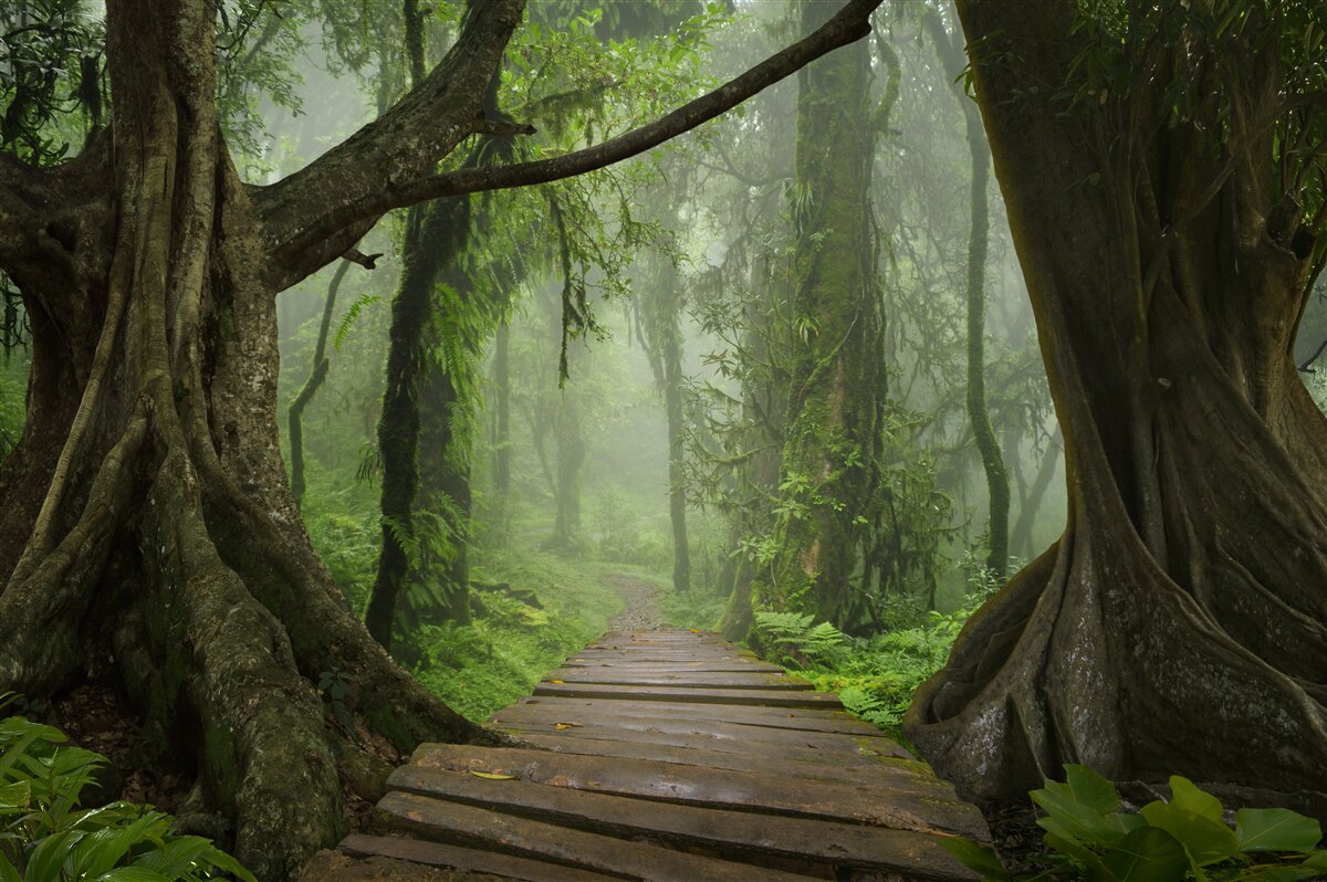 Fototapeta mystická cesta obklopená bujným lesom