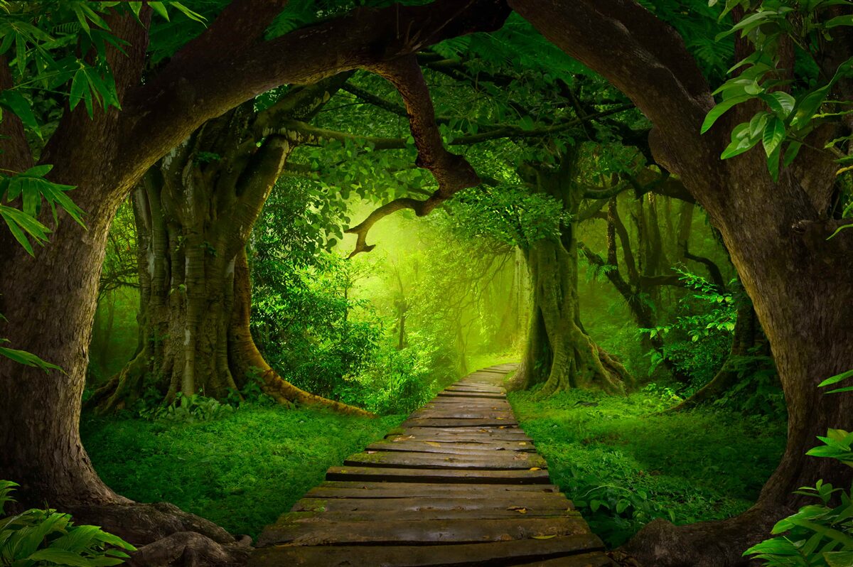 Fototapeta svetlá cesta medzi starými lesnými stromami