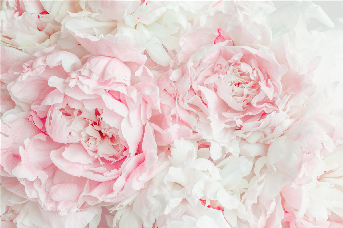 Fototapeta biele kvety s veľkými listami