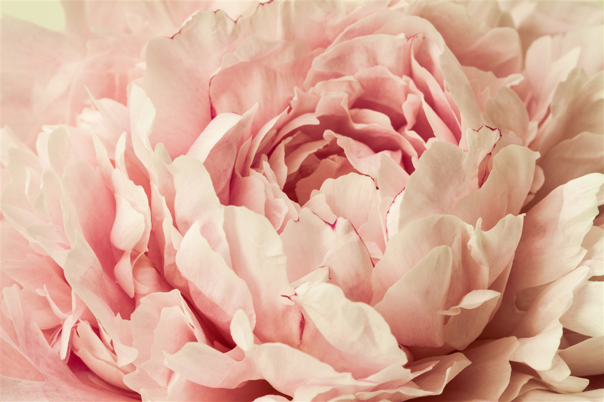 Fototapeta jemné granule kvetov astričiek