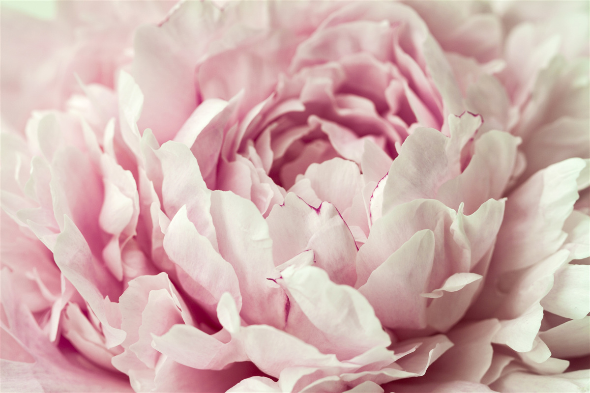 Fototapeta mäkké listy ružového kvetu