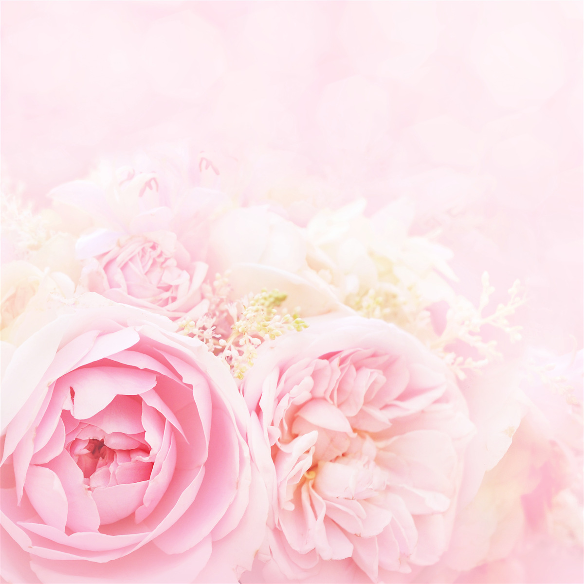 Fototapeta súprava pivonkových ruží v ružových tónoch