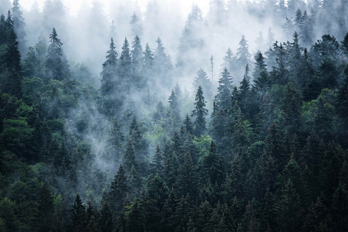 Fototapeta hmla padá na smrekový lesík