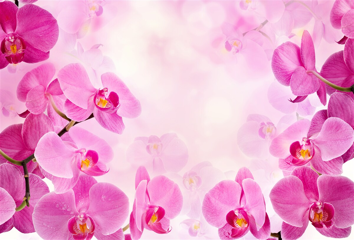 Fototapeta fialové púčiky orchideí sú veľké