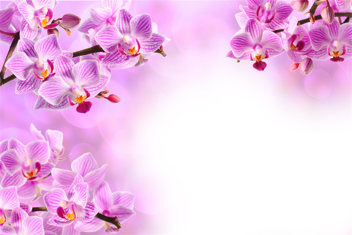 Fototapeta orgovánové vetvy orchideí pokryté kvetmi