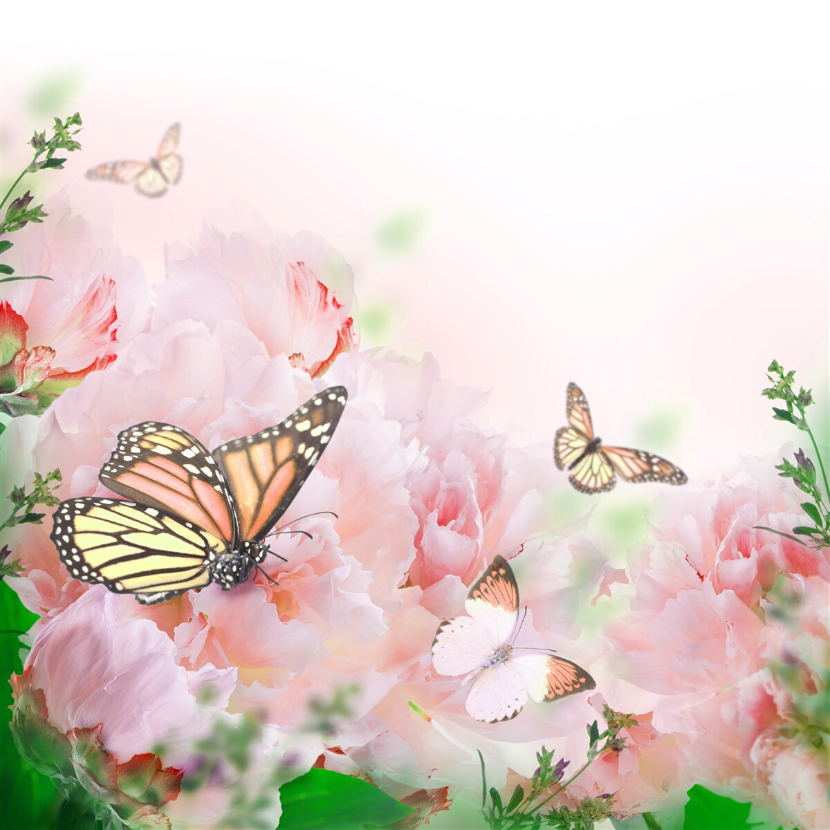 Fototapeta skupina motýľov na pozadí výzdoby letných kvetov