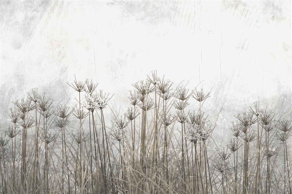 Fototapeta jemné prázdne púpavy