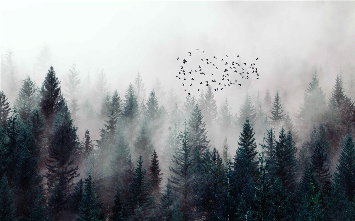 Fototapeta hustá tma a vtáky