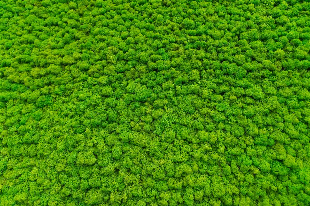 Fototapeta pohľad na zelený list z vysokého bodu