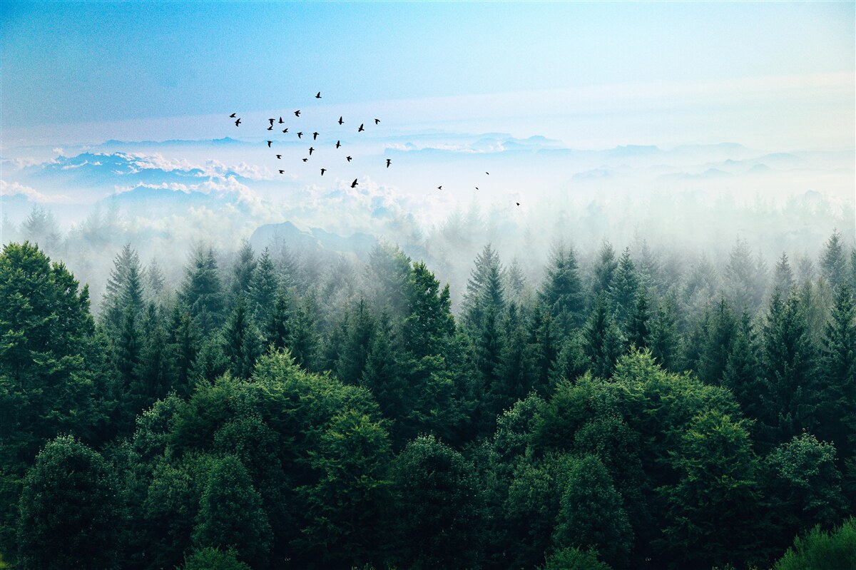 Fototapeta vtáky sa vznášajú vysoko nad korunami lesných obrov