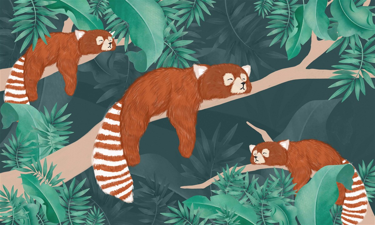 Fototapeta oranžové pandy odpočívajú na konároch