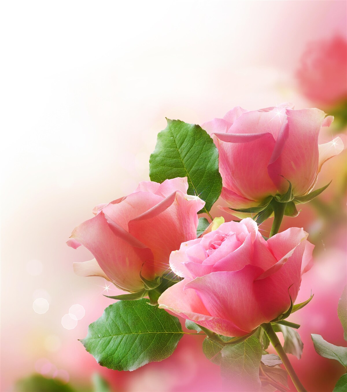 Fototapeta mäkké karmínové ruže so zelenými listami