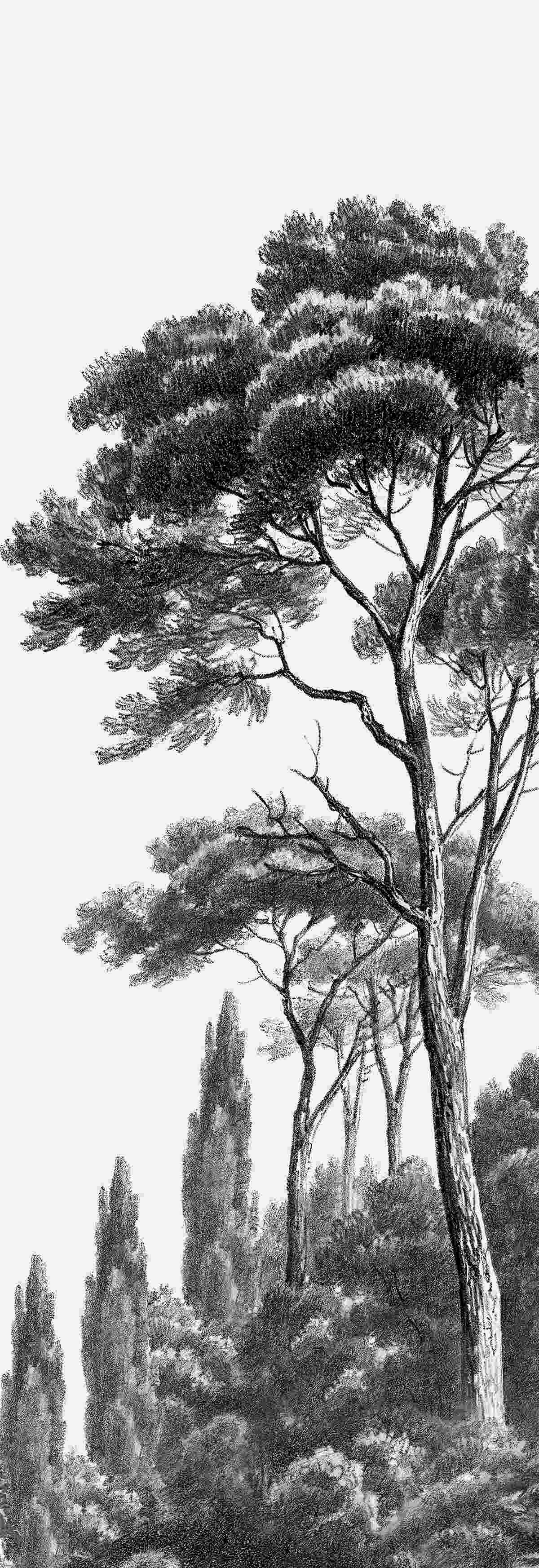 Fototapeta husto lemujúci veľký strom pokrytý lesom