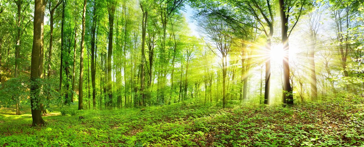 Fototapeta Svitanie v lese, kde vládnu zelené listy