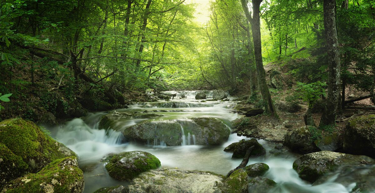 Fototapeta pokojné vody lesného vodopádu