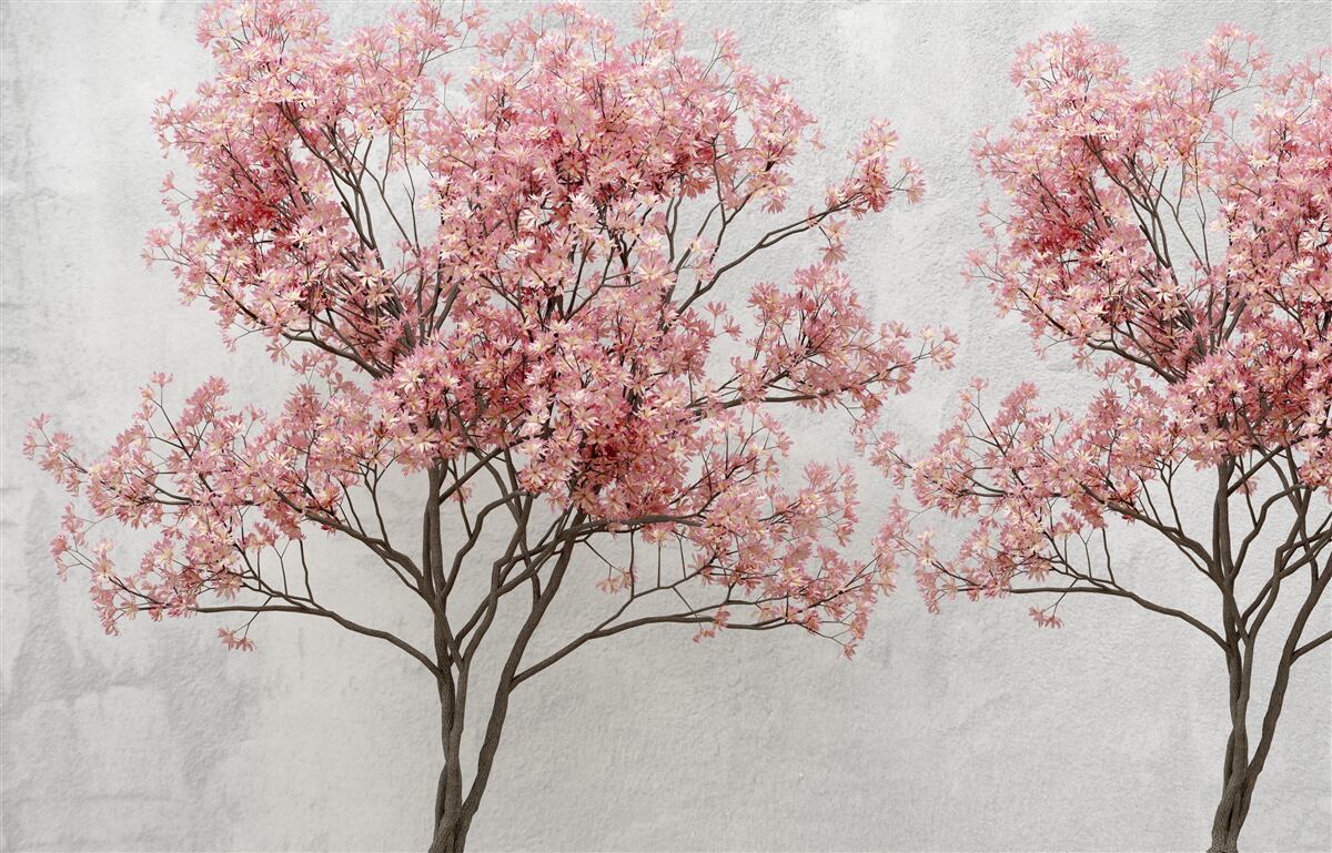 Fototapeta ranná hmla obklopuje ružové kvety sakury