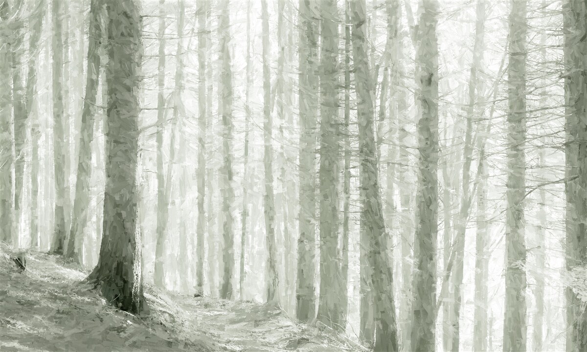 Fototapeta borovicový háj, vysoký a plný ostrého ihličia