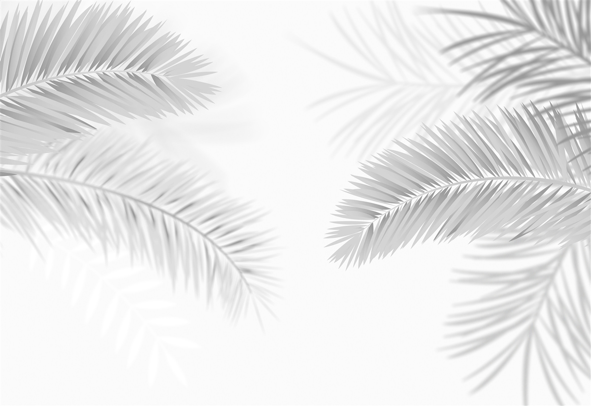 Fototapeta listy paprade v čiernej a bielej