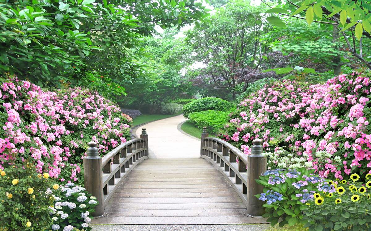 Fototapeta malebný drevený most, ktorý vedie cez kvitnúce zelené stromy