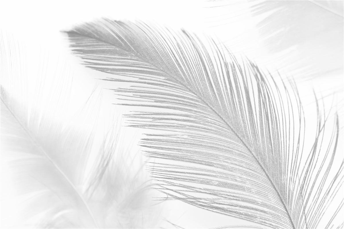 Fototapeta dve veľké svetlé perá