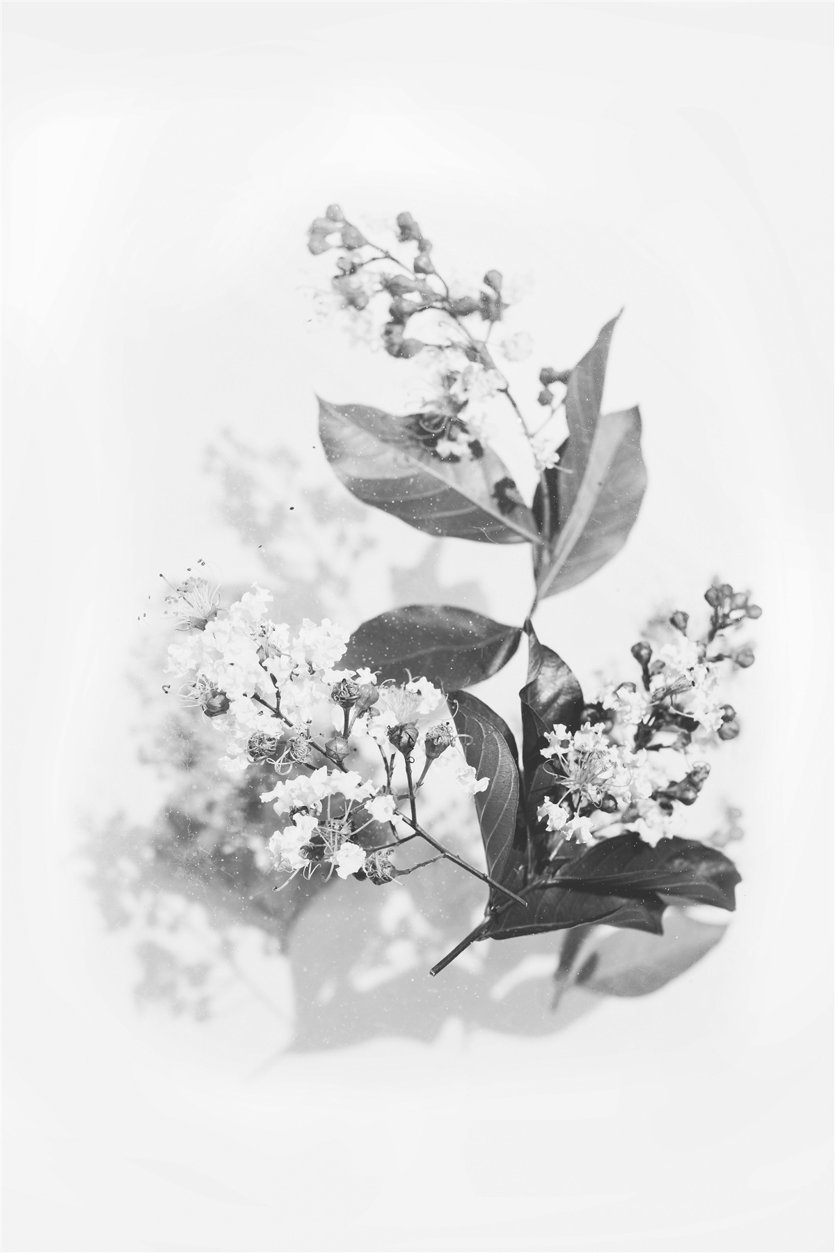 Fototapeta vetva s kvetnými pukmi smaragdovej krásy