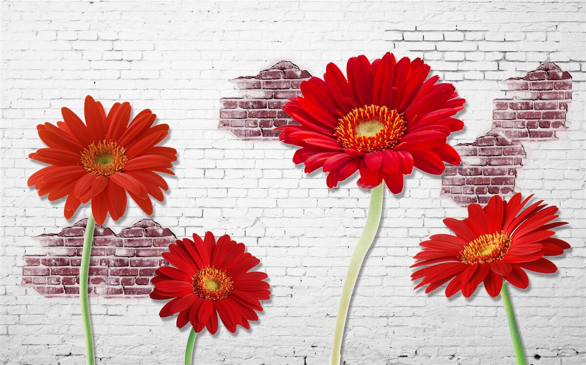 Fototapeta elegantné červené gerbery