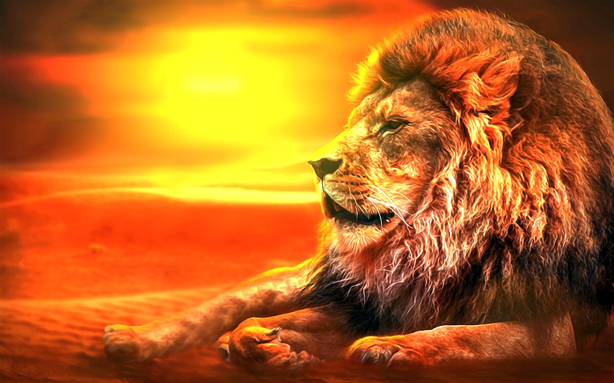 Fototapeta zrelý tiger sprevádza slabnúce slnko