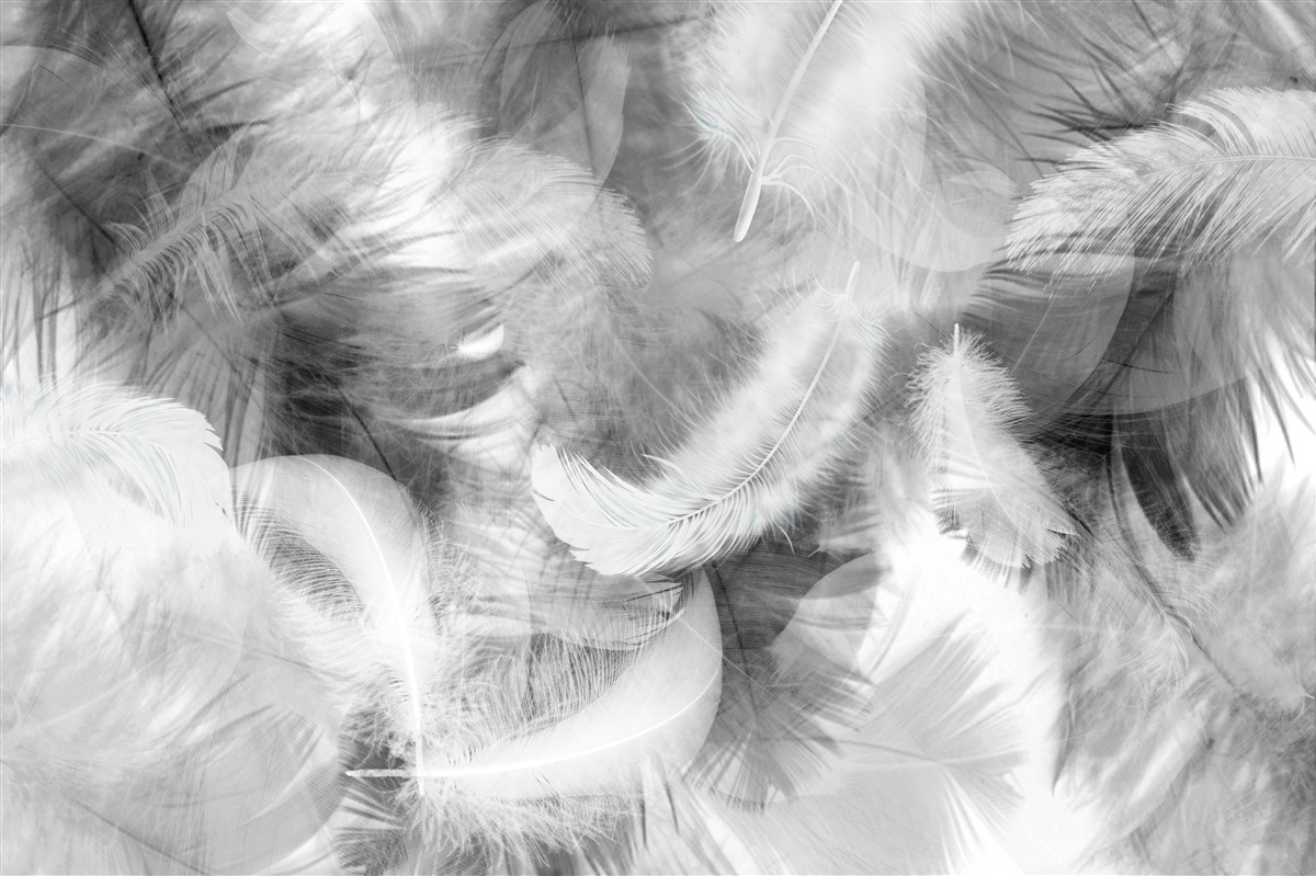 Fototapeta čierne a biele perie sa vznášajú vo vzduchu