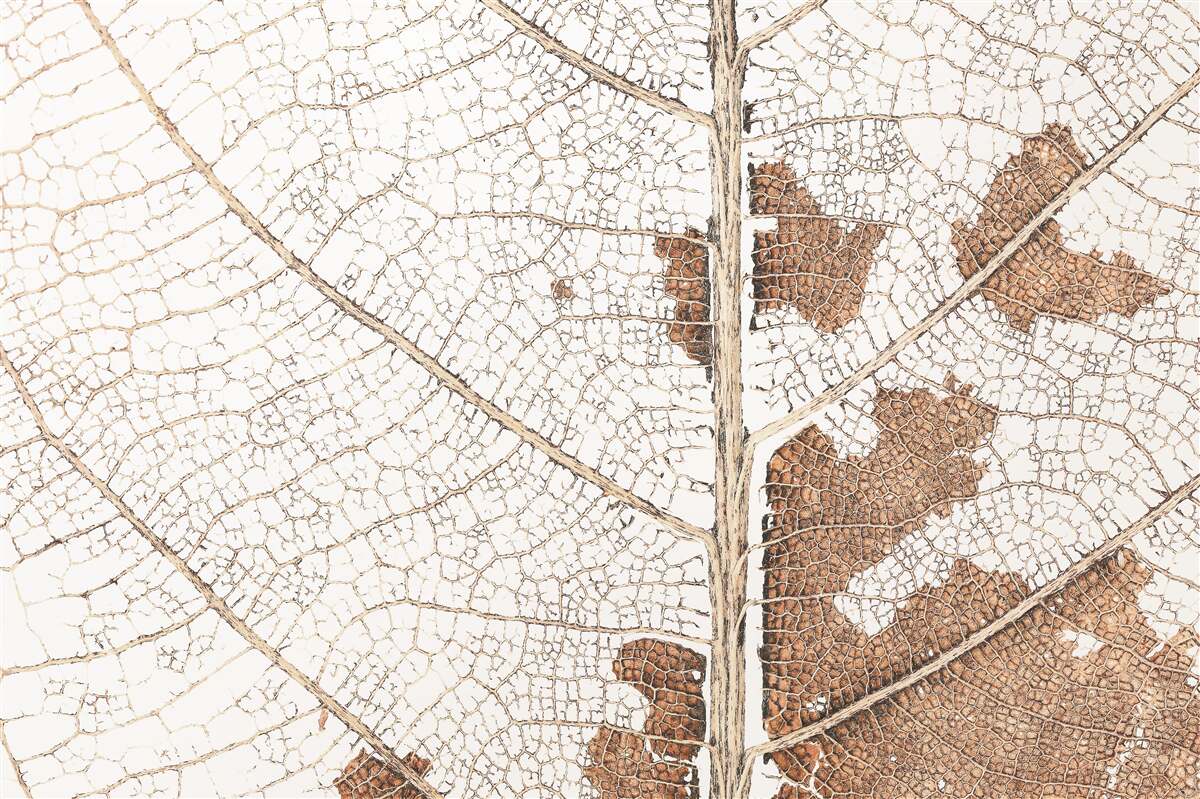 Fototapeta jesenné lístie s jedinečnou textúrou