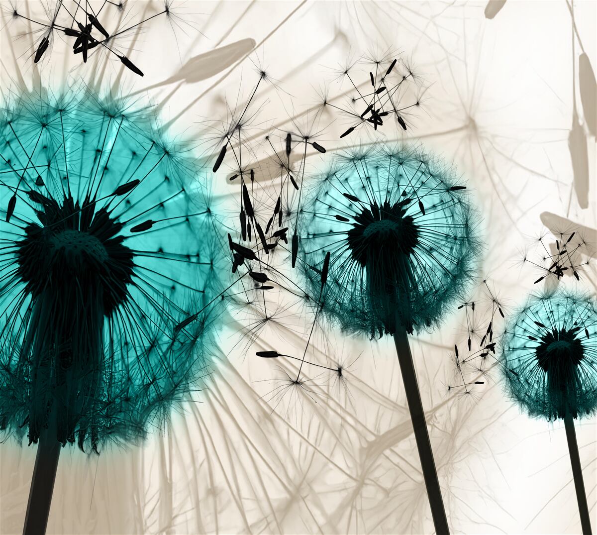 Fototapeta detailné zábery púpavy