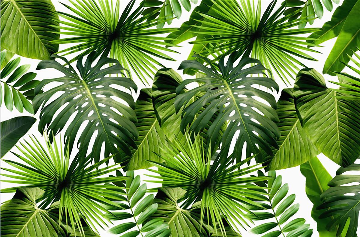 Fototapeta Stena, zelený list