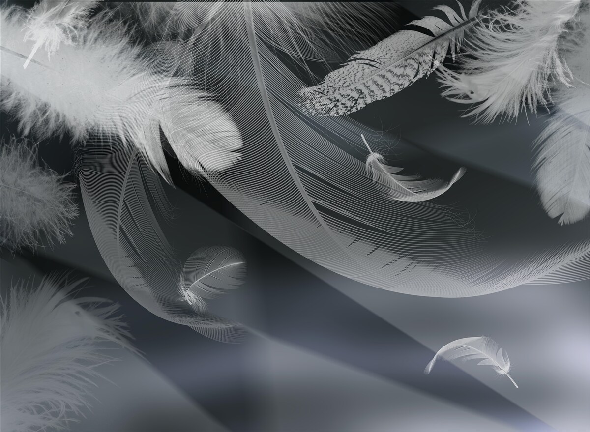 Fototapeta tmavé pozadie zdobené pierkami