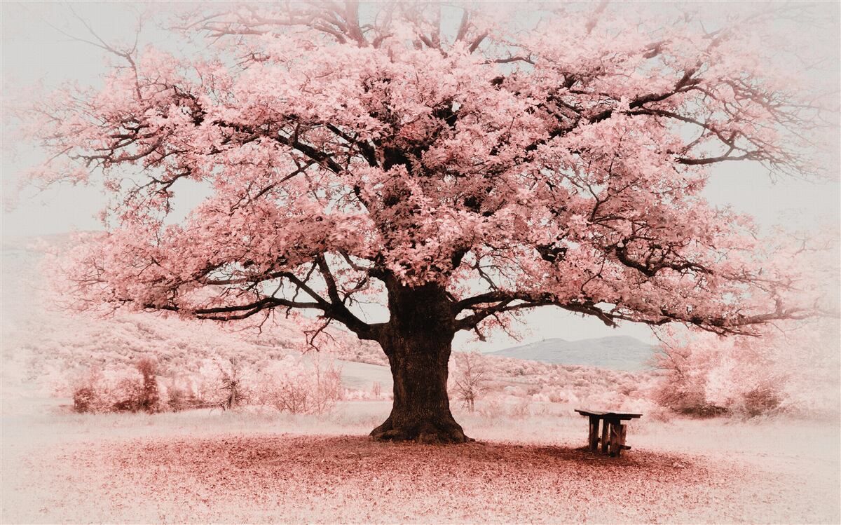 Fototapeta krajina je v odtieňoch ružovej