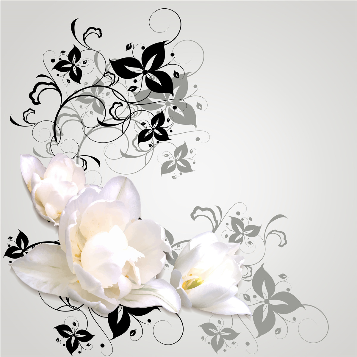 Fototapeta na sivom podklade je vyobrazené lekno s tmavými listami