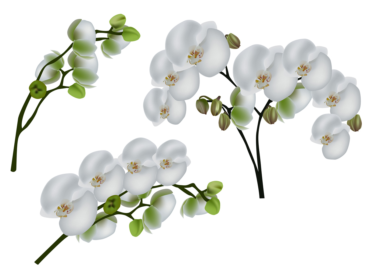 Fototapeta biela orchidea so zelenými listami