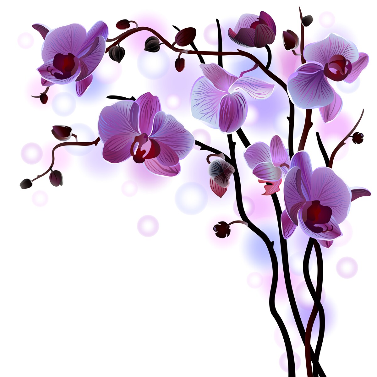 Fototapeta konáre fialovej orchidey