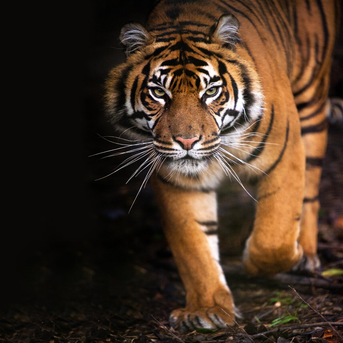 Fototapeta tiger sa nepozorovane pohybuje