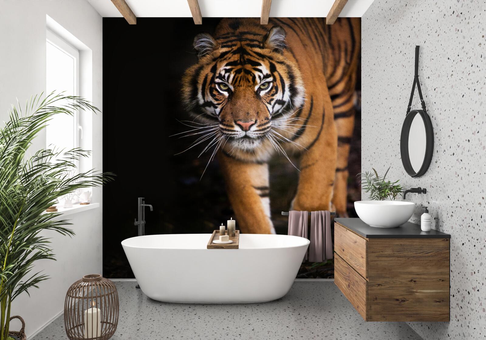 Fototapeta tiger sa nepozorovane pohybuje