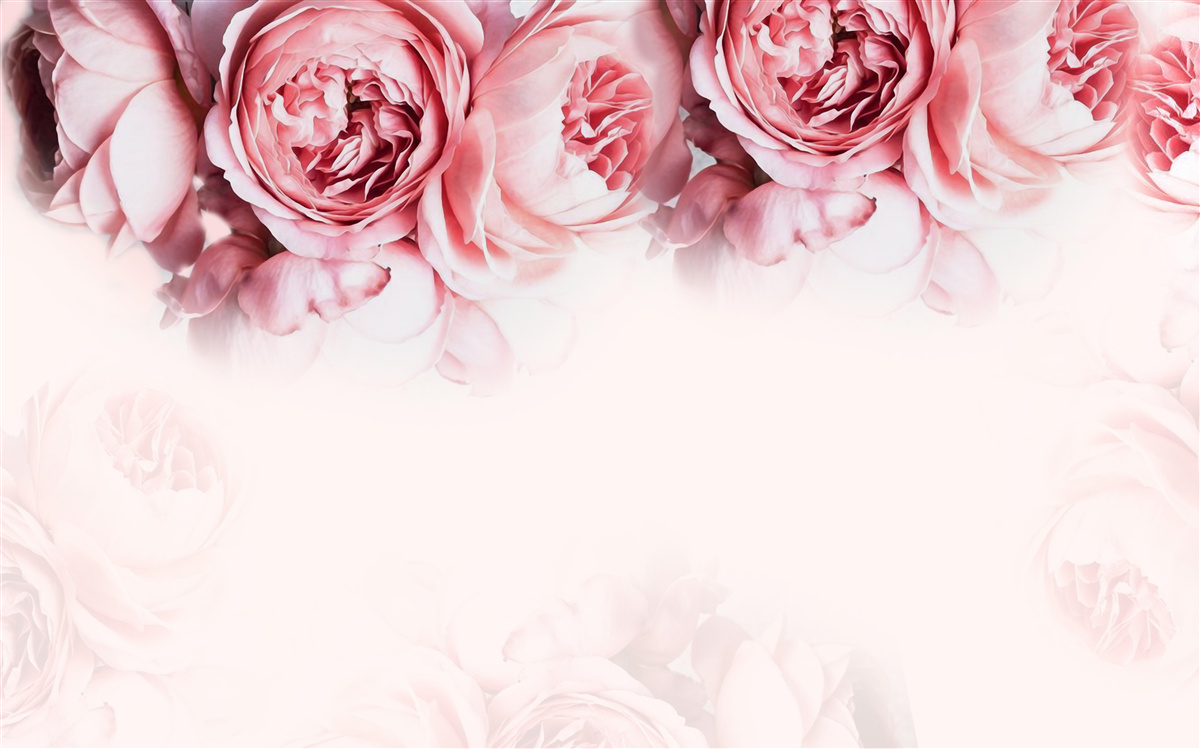 Fototapeta pivonky v odtieňoch ružovej a bielej na svetlom podklade